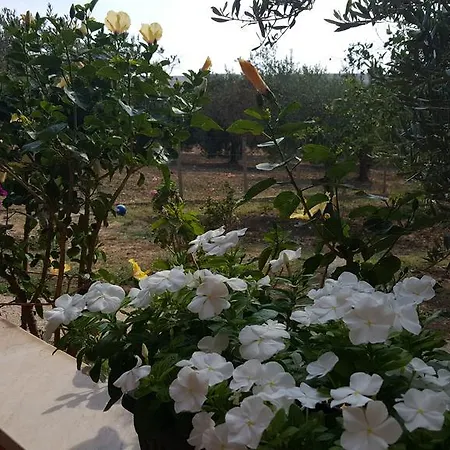 Country house Antico Ulivo *